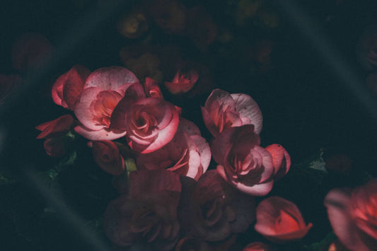 The Fourth | Festival de las Flores